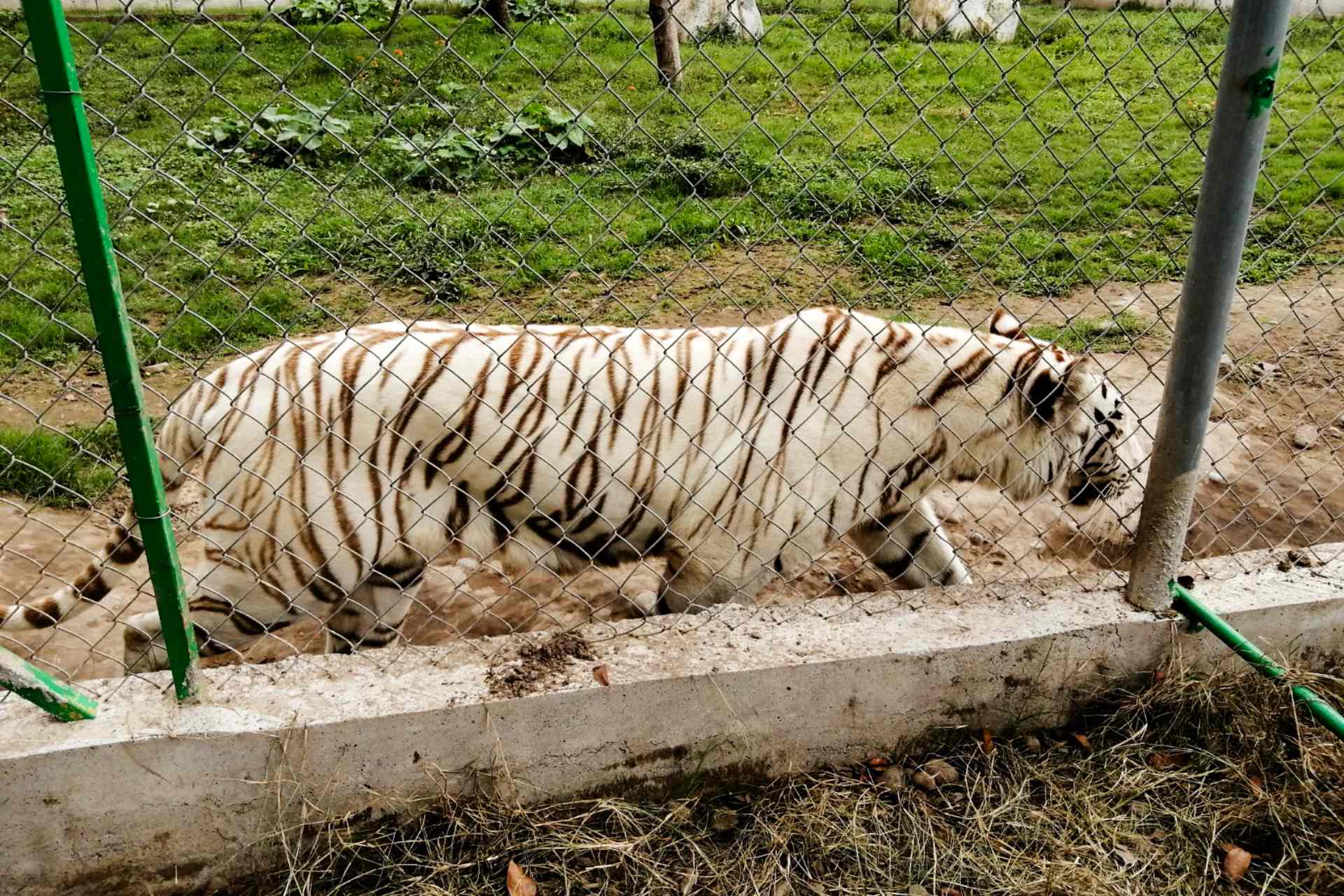 Hallan muerto al tigre de bengala que se había fugado de zoológico de Puebla tras las fuertes lluvias Hallan muerto al tigre de bengala que se había fugado de zoológico de Puebla tras las fuertes lluvias