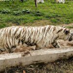 Hallan muerto al tigre de bengala que se fugó de zoológico en Puebla tras las fuertes lluvias