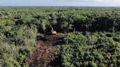 Foto ilustrativa de la nota titulada: Tren Maya: el nuevo Poder Judicial rechaza amparo para detener destrucción de selva